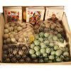 Probability Kit